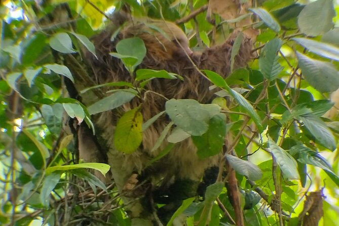 Sloth Watching in La Fortuna With a Local Tour Guide. - Meeting and Pickup