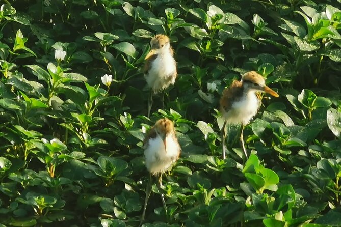 Small Group Tortuguero National Park Canoe Tour - Experience Highlights