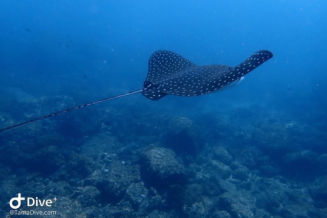 Snorkeling at Catalina Islands - Meeting Point and Pickup