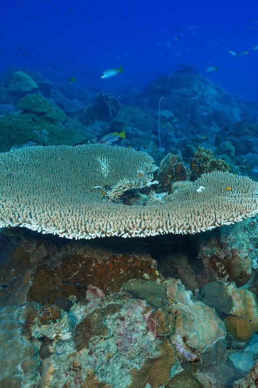 Snorkeling Course, Become a Confident Snorkeler. - Inclusions