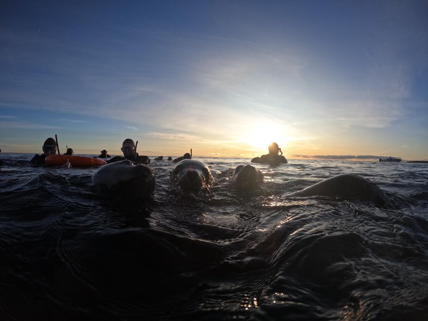 Snorkeling With Sea Lions - Pricing and Reservations