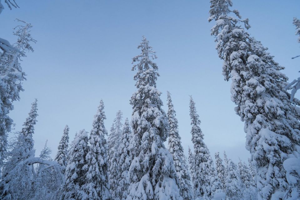 Snowshoeing in the Frozen Forest - Pricing Details and Reservations