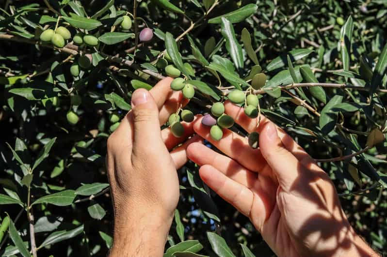 Sorrento: Guided Olive Mill Visit With Tastings - Itinerary