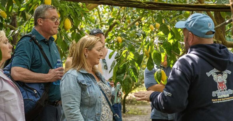 Sorrento: Lemons Grove&Cheese Show With Local Food Tasting - Experience Highlights
