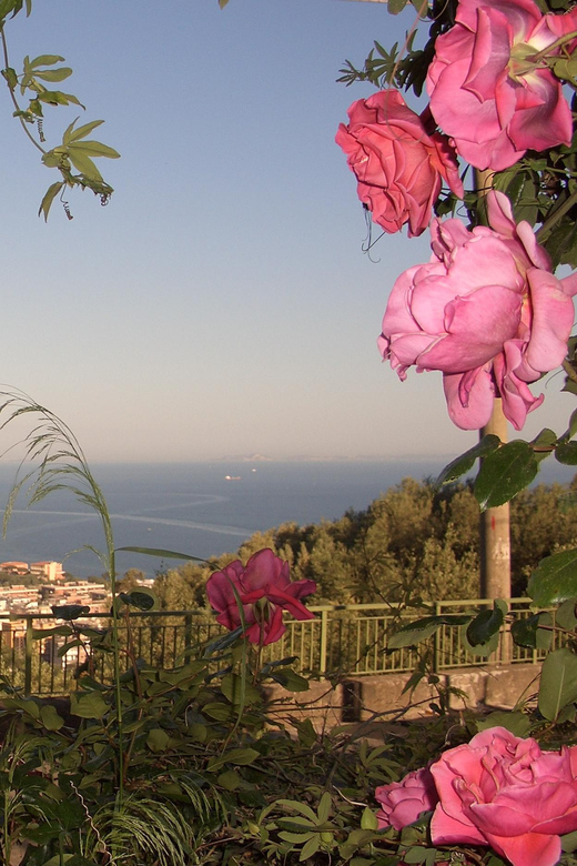 Sorrento: Walking Tour in Lemon Garden W/ Food Tasting - Included Activities