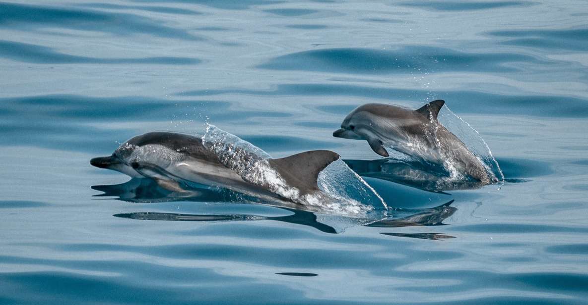 Sotogrande: Dolphin Watching Boat Trip With Drink - Itinerary Highlights