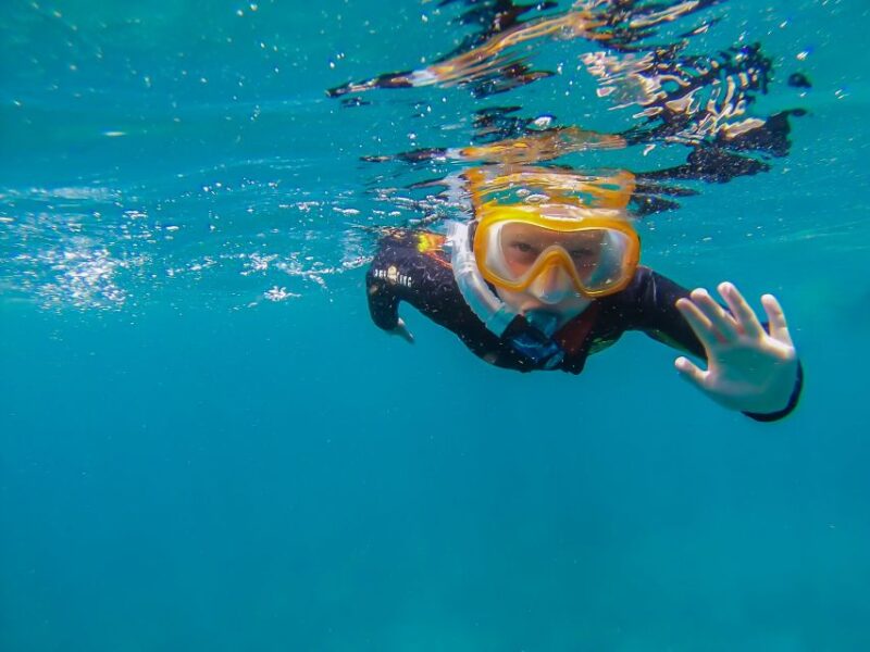 South Tenerife: Guided Snorkeling - Experience Highlights