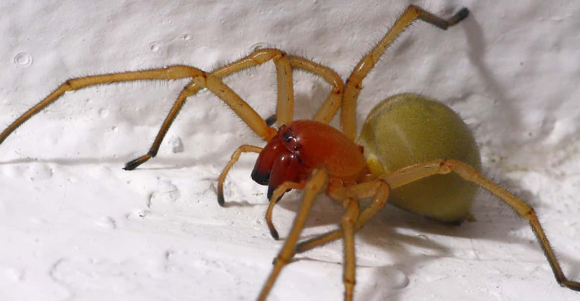 SPIDERS - WATCHING - Hunting Techniques of Spiders