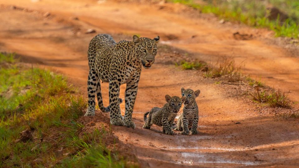 Sri Lanka: Private Yala National Park Safari Trip - Wildlife and Park Highlights