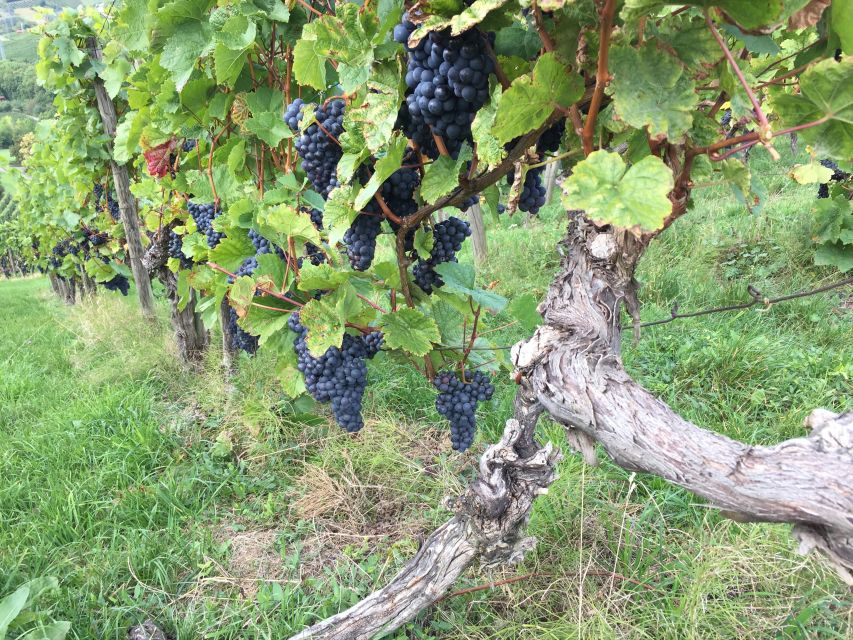 Stuttgart: 2-Hour Vineyard Hike With Tastings - Highlights of the Hike