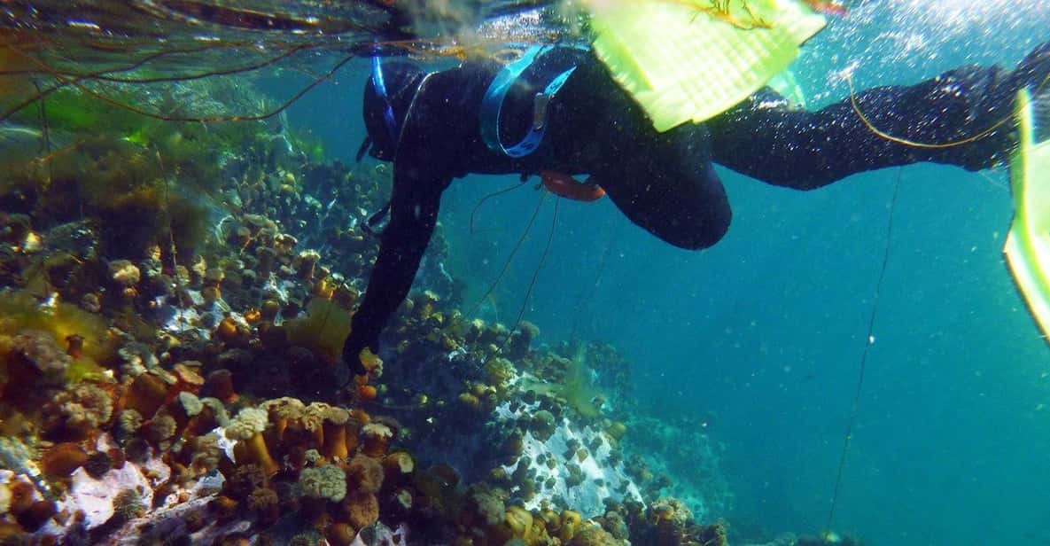 Summer Snorkeling With Grey Seals - Interaction With Grey Seals