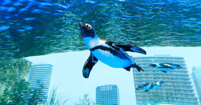 Sunshine Aquarium - Ticket Information and Pricing
