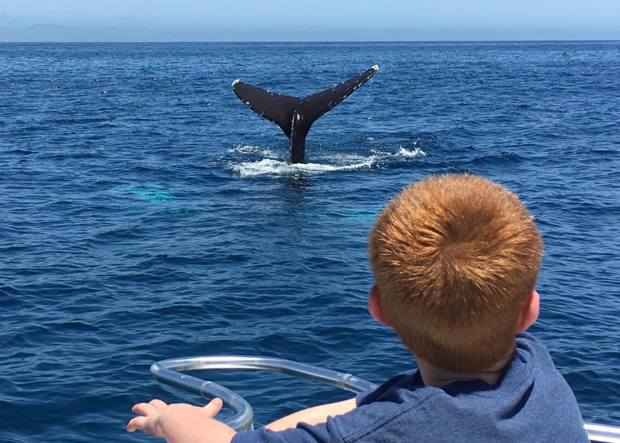 Superior 2hr Private Whale & Dolphin Watching Newport Beach - Vessel Features