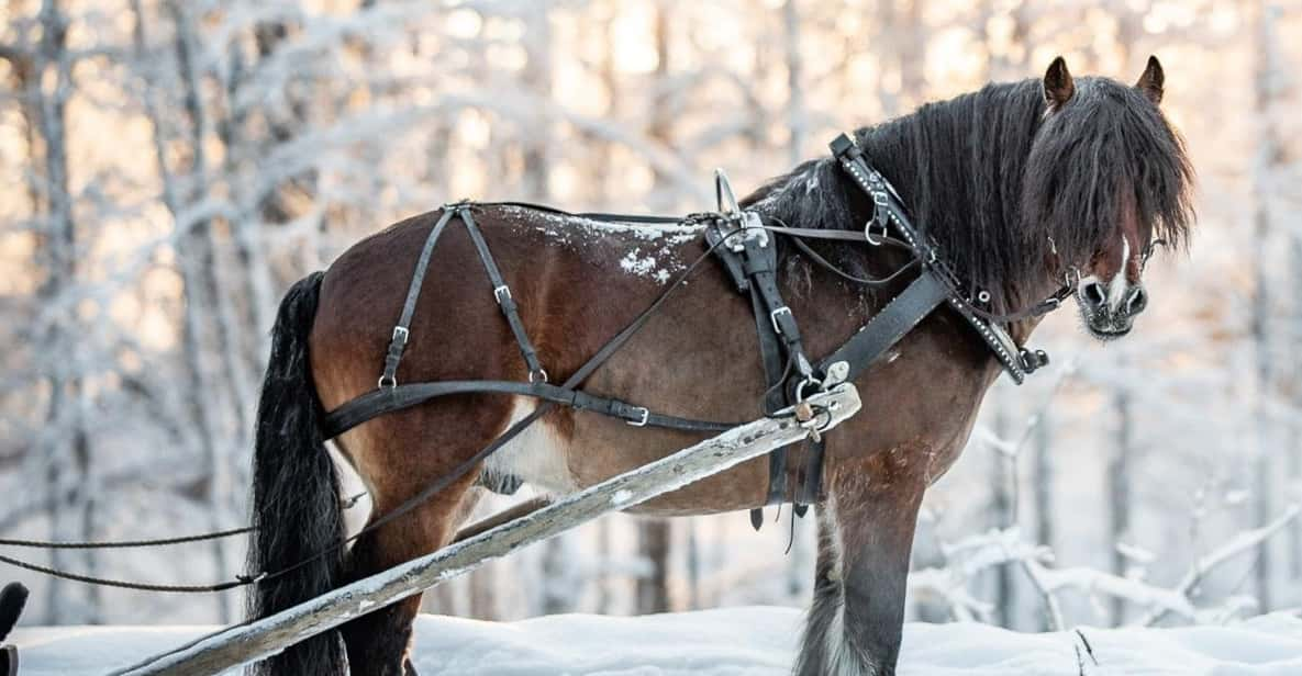 Sweden: Work in the Forest With Horses - Itinerary of Activities