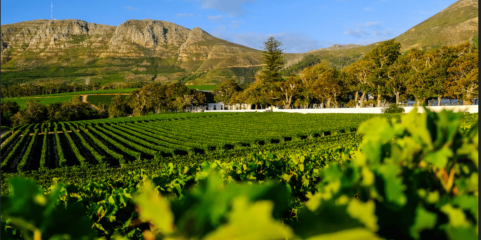 Table Mountain and Constantia Wine Tasting Private Tour - Transportation and Logistics