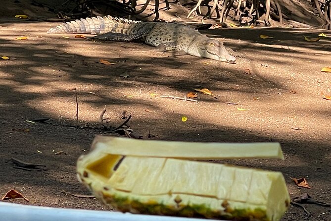 Tamarindo Birdwatching Crocodiles and Monkey Tour - Highlights of the Tour