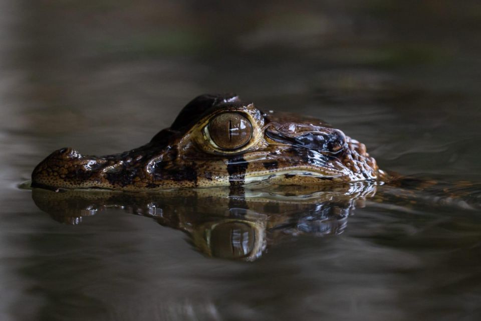 Tambopata: Search for Caimans in the Amazon | Night Tour | - Pricing and Reservation