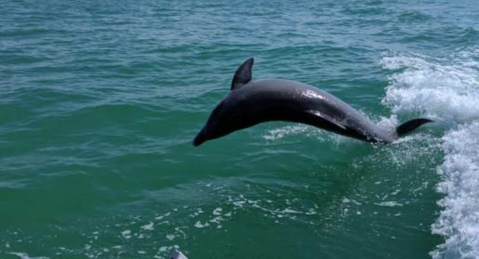 Tampa Bay: Dolphin Shelling Snorkeling Cruise - Experience Highlights