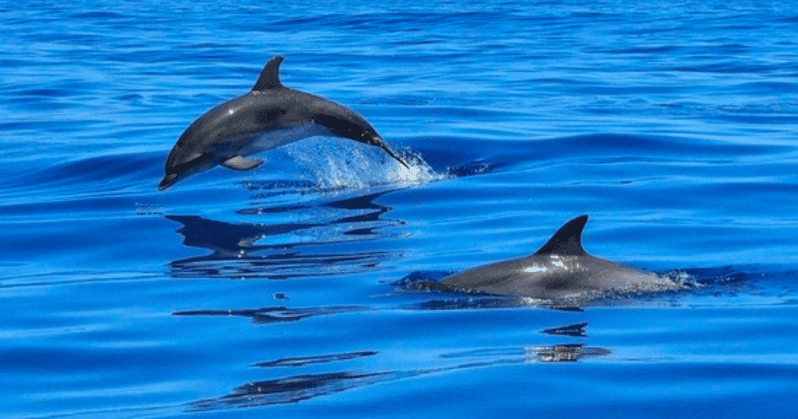 Tampa Bay: Dolphin Shelling Snorkeling Cruise - Frequently Asked Questions