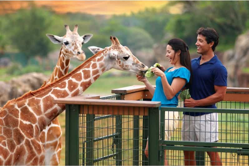 Tampa Bay: Serengeti Safari Tour - Experience Highlights