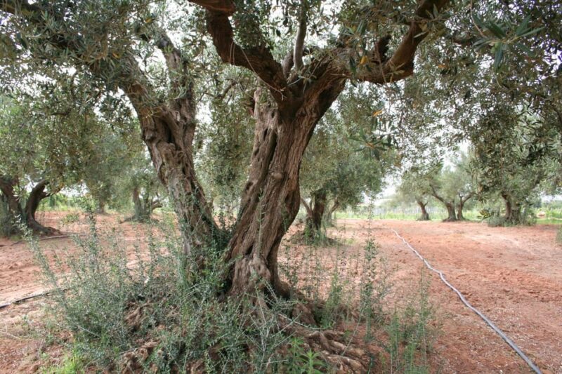 Tasting of Sicilian Olive Oils and Specialties - Tasting and Demonstration