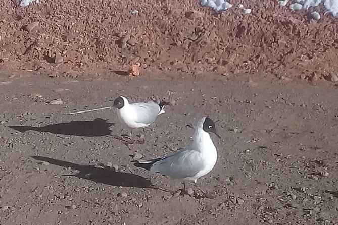 Tatio Geysers - Tour Highlights and Itinerary