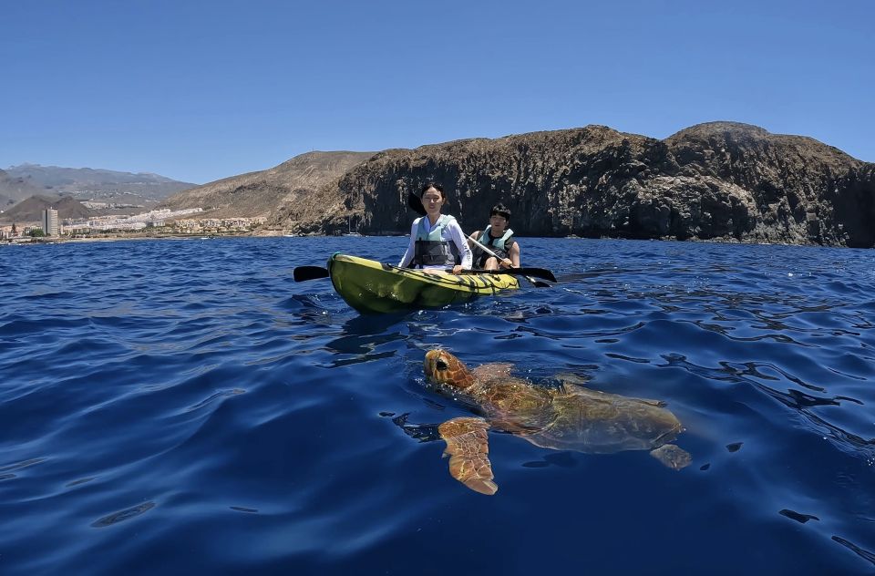 Tenerife: Kayak and Snorkel With Turtles - Pricing and Booking