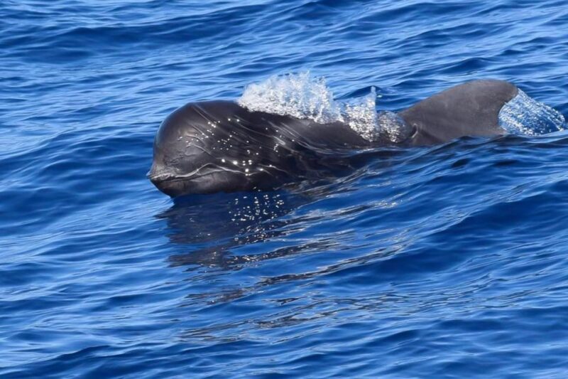 Tenerife: Luxury Private Whale & Dolphin Watching Tour - Booking Information