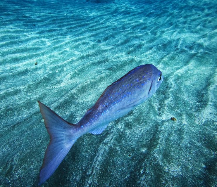 Tenerife: Private Scuba Diving Experience With Photos