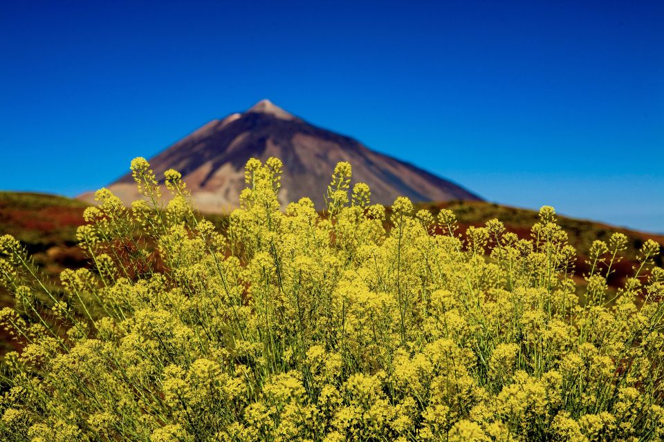 Tenerife Private Tour: Mount Teide Nature and Wine - Itinerary Highlights