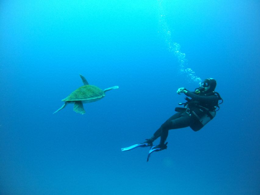 Tenerife: Puerto Colon Certified Scuba Dive by Speed Boat - Pricing and Booking