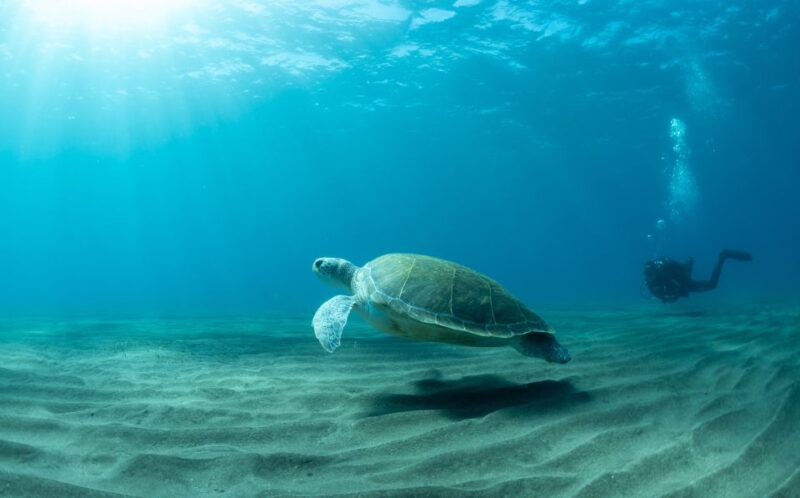 Tenerife: Scuba Diving Lesson and Abades Protected Area Dive - Marine Life Exploration