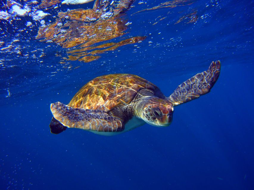 Tenerife: Snorkel With Turtles - Itinerary Details