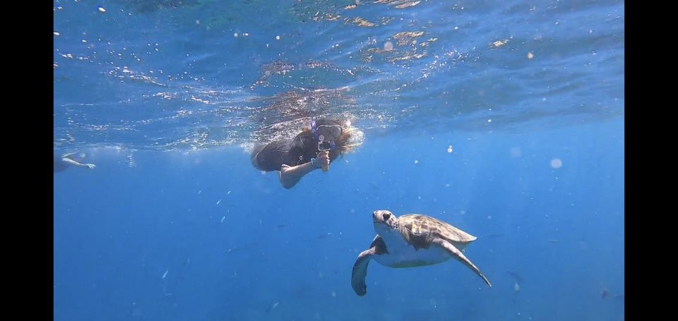 Tenerife: Snorkeling Trip in a Turtle Habitat - Itinerary and Highlights