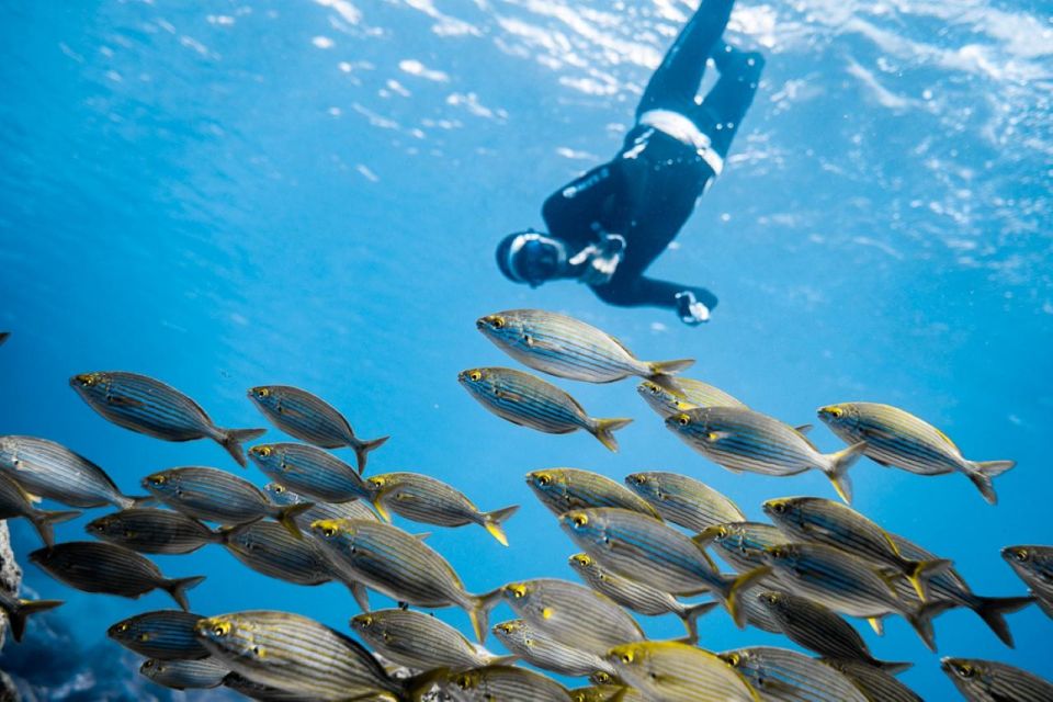 Tenerife: Snorkeling Underwater With a Freediving Instructor - Detailed Itinerary