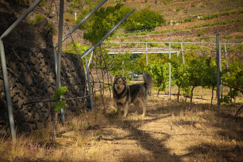 Tenerife: Tour of an Organic Vineyard With Tasting & Snacks - Activity Details