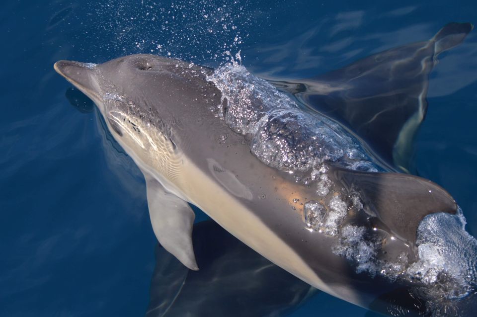 Tenerife: Whale and Dolphin Watching Boat Tour - Booking and Cancellation