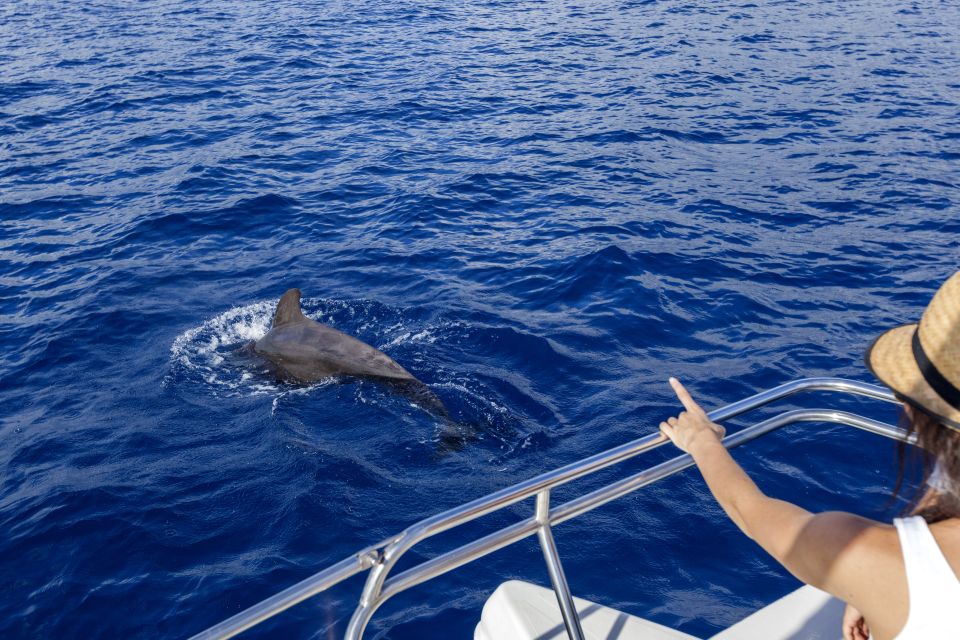 Tenerife: Whale and Dolphin Watching Tour by Sailboat - About the Tour