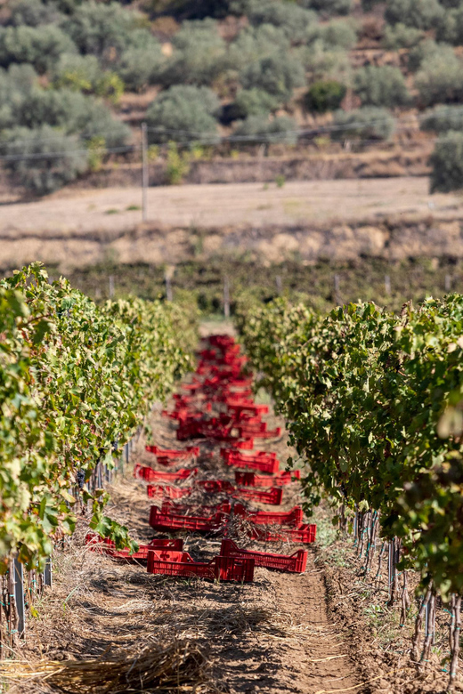 Tenuta Valle Delle Ferle: Wine & Food Tasting in Caltagirone - Location and Accessibility