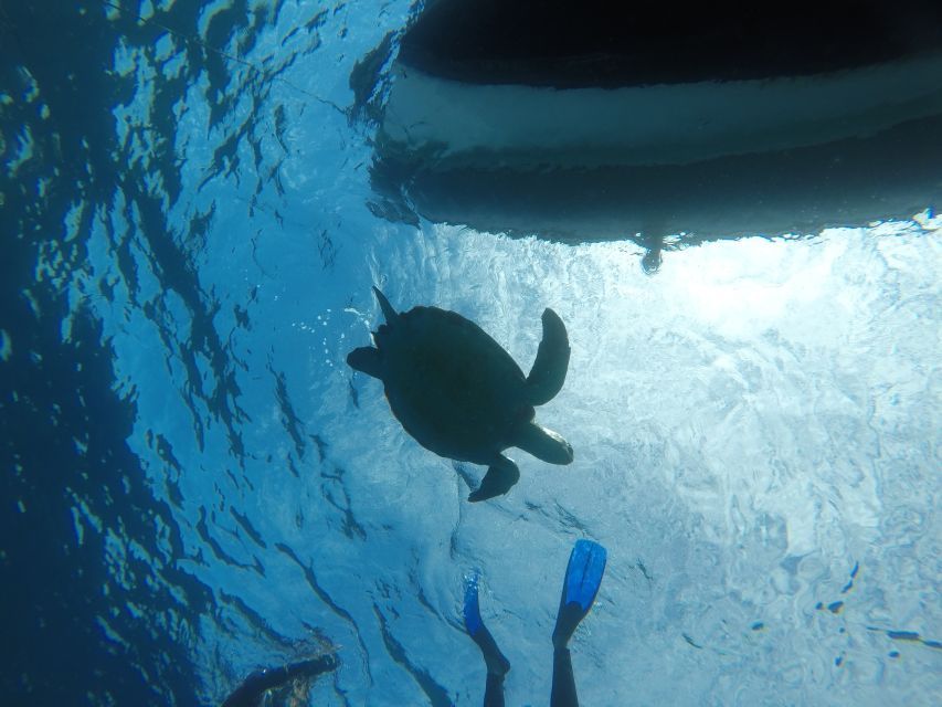 The Cookies: Tenerife Turtles and Rays Snorkeling Cruise - Experience Highlights