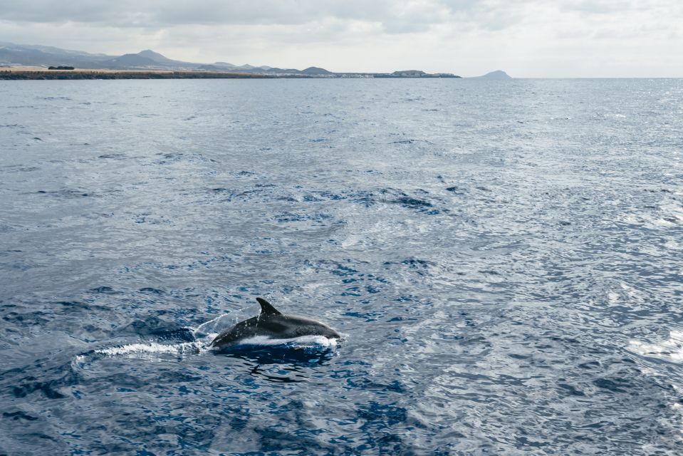 The Cookies: Whale & Dolphin Tour With Local Skipper - Activity Details