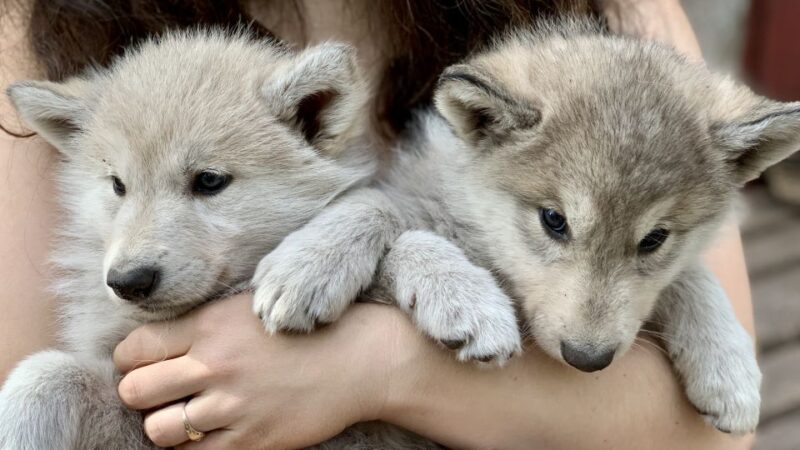 The Cuddly Wolf - Private Tour - Educational Experience