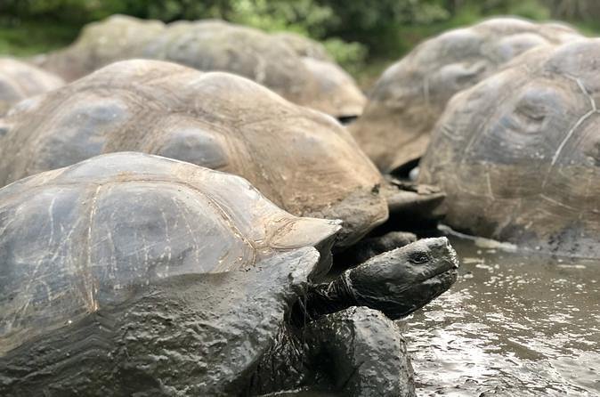 The Galapagos Giant Tortoise Experience | Los Gemelos | Shared - Transportation and Group Size