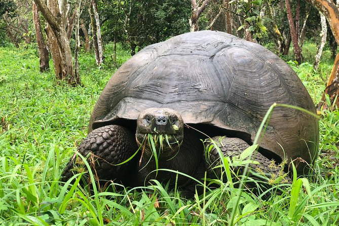 The Galapagos Giant Tortoise Experience | Los Gemelos | Shared - Highlights of the Experience