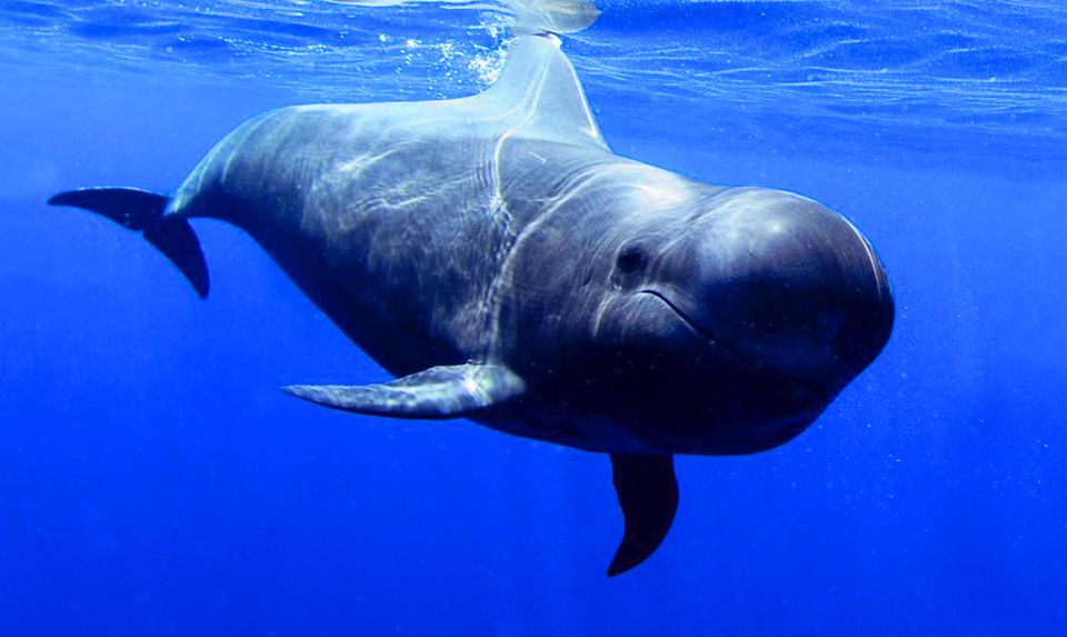 The Giants: Dolphin and Whale Watching Tour With Drinks - Experience Highlights