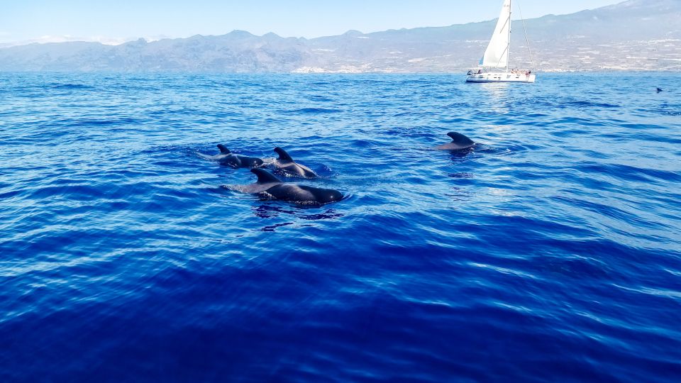 The Giants: Whales and Dolphin Watching Cruise With Lunch - Pricing and Booking