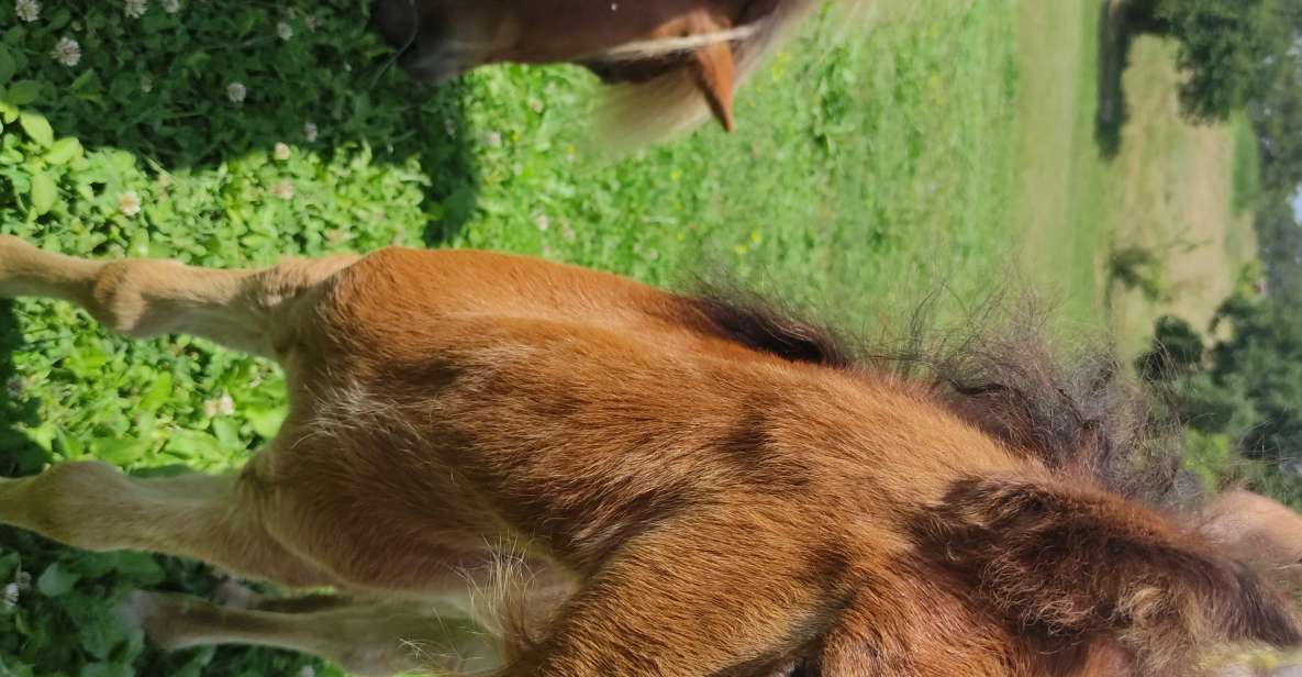 Thessaloniki:Horse Riding in a Farm - Experience Highlights