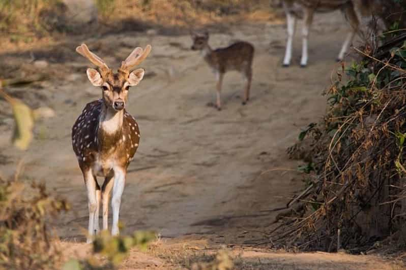 Three-Day Excursion to Jim Corbett National Park - Itinerary Details