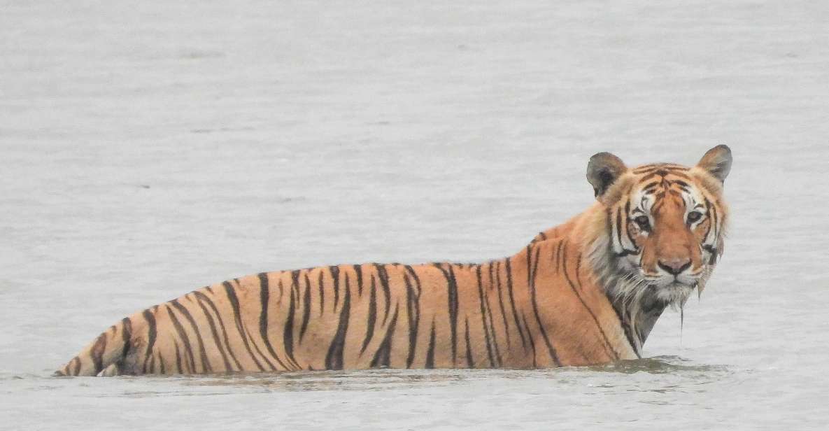 Tiger Tracking Wildlife Safari Tour in Bardia - Wildlife and Ecosystem