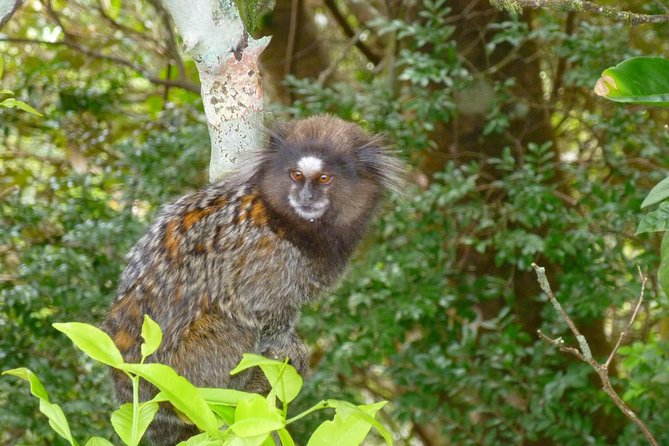 Tijuca National Park and Botanic Garden Guided Tour & Transfer - Highlights of Tijuca National Park